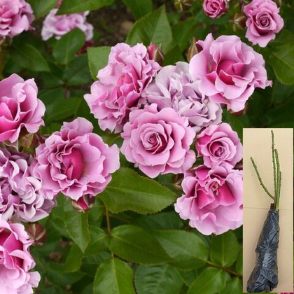 Роза флорибунда Санта Барбара саженец с ОКС.