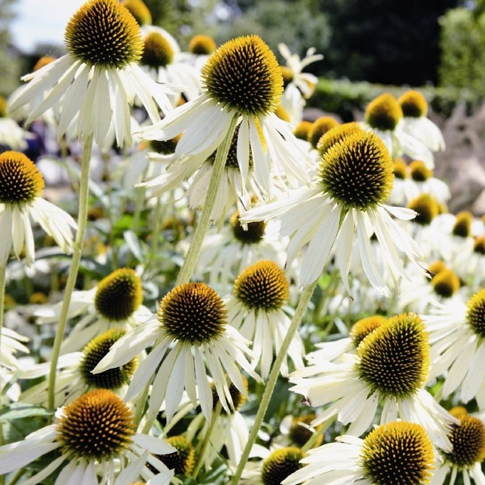 Эхинацея пурпурная &quot;Primadonna White&quot;. Echinacea purpurea &quot;Primadonna White&quot;.