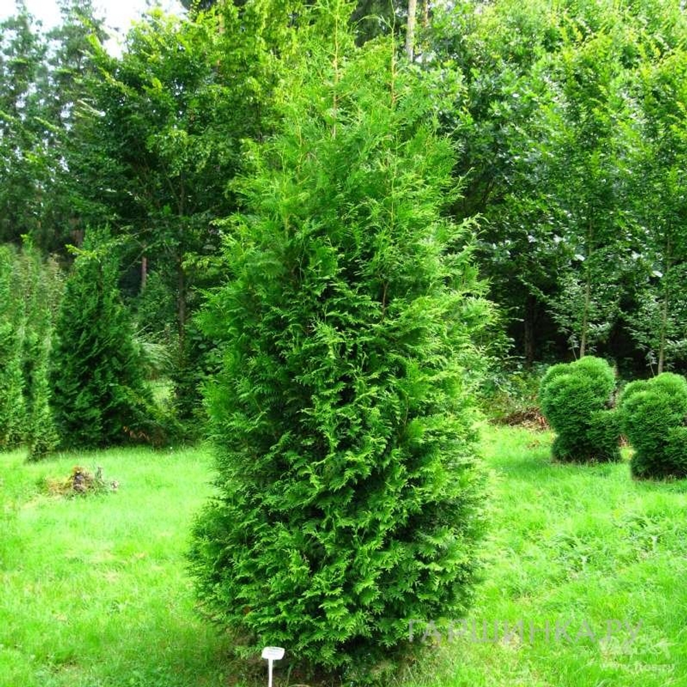 Туя западная Брабант (Thuja occidentalis Brabant) р9 август 2026 г