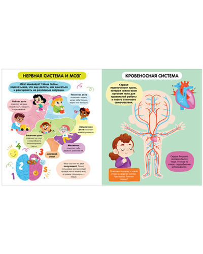 Удивительные энциклопедии. Тело человека (мягкая обл.)