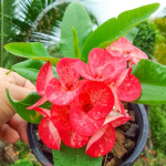 Эуфорбия Миля PRAKAI DAO