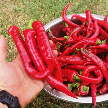 Деликатесный Перец Джимми Нарделло - Jimmy Nardello Pepper