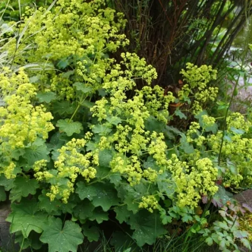 Манжетка мягкая "'Триллер" С2 Закупка М39 июнь 2026