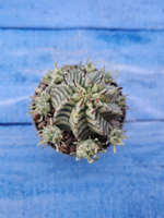 Euphorbia meloformis f. Variegated (Эуфорбия вариегатная)