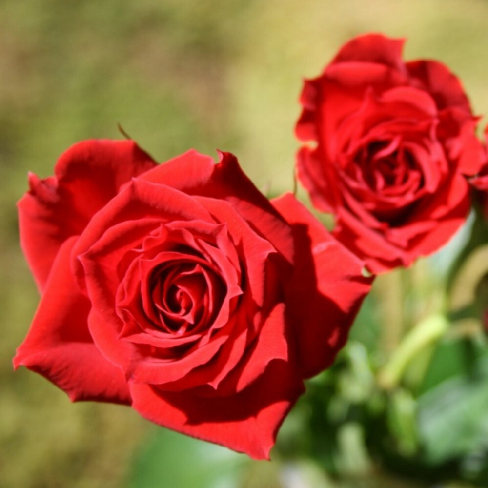 Роза спрей Ред Микадо С4