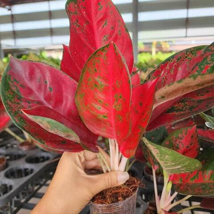 Аглаонема COCHIN RED