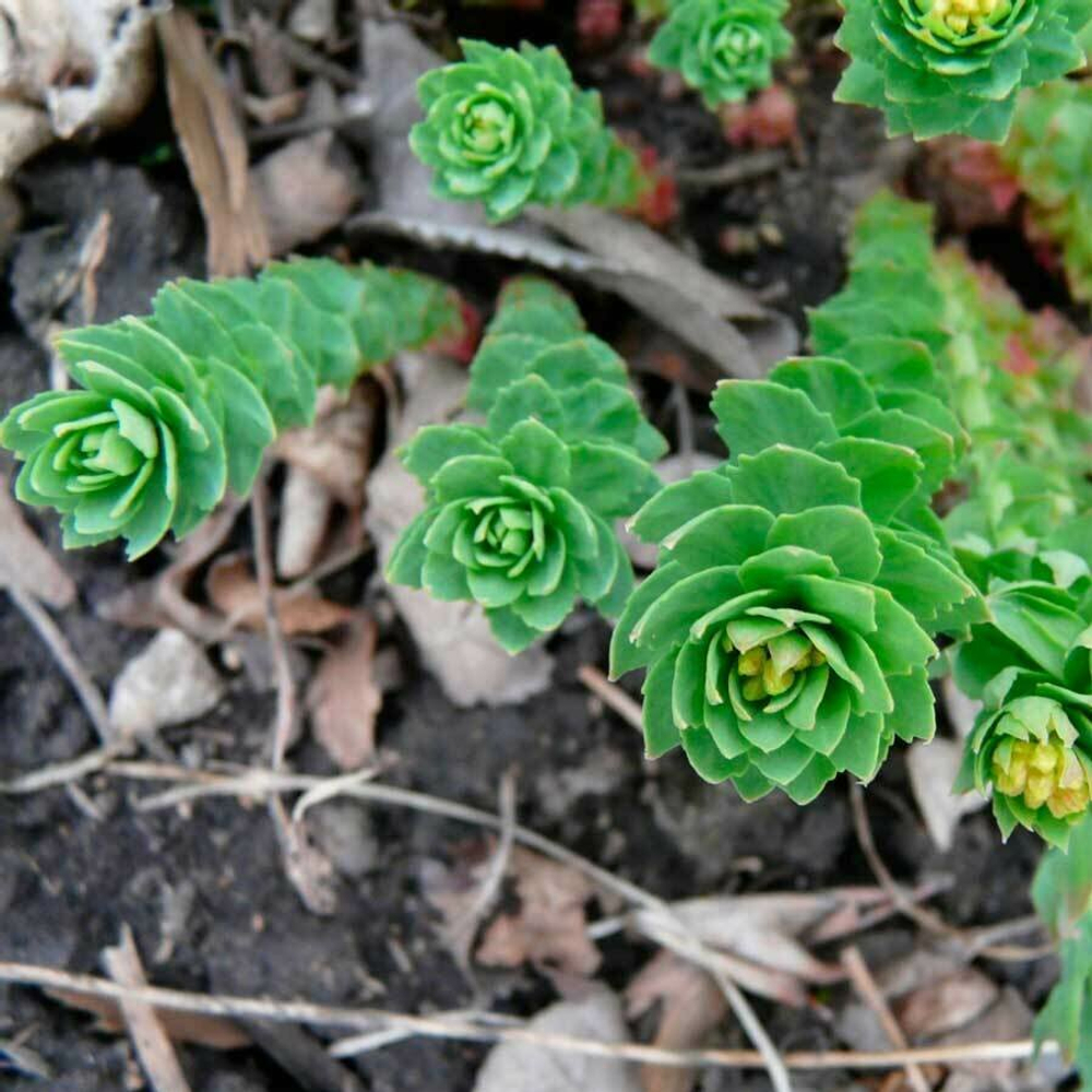 Родиолы розовой корень (Золотой корень) 250 г