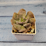 Echeveria Cubic Frost (Эхеверия)