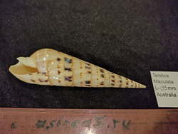 Теребра Макулата 130-170мм