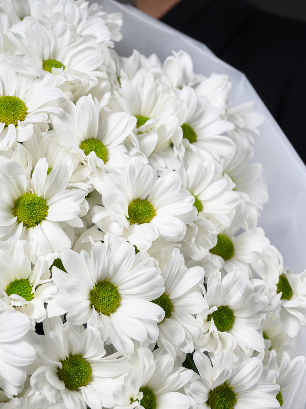 Моно букет из 25 хризантем ромашка