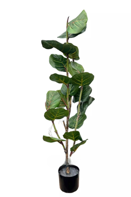 Кокколоба 120см