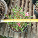 Адениум арабикум MIX L