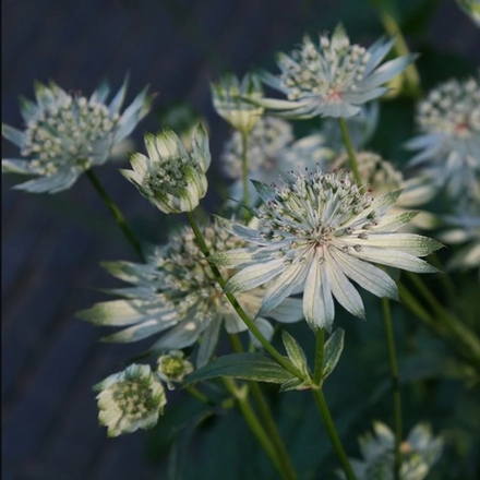 Астранция большая "Shaggy". Astrantia major "Shaggy".