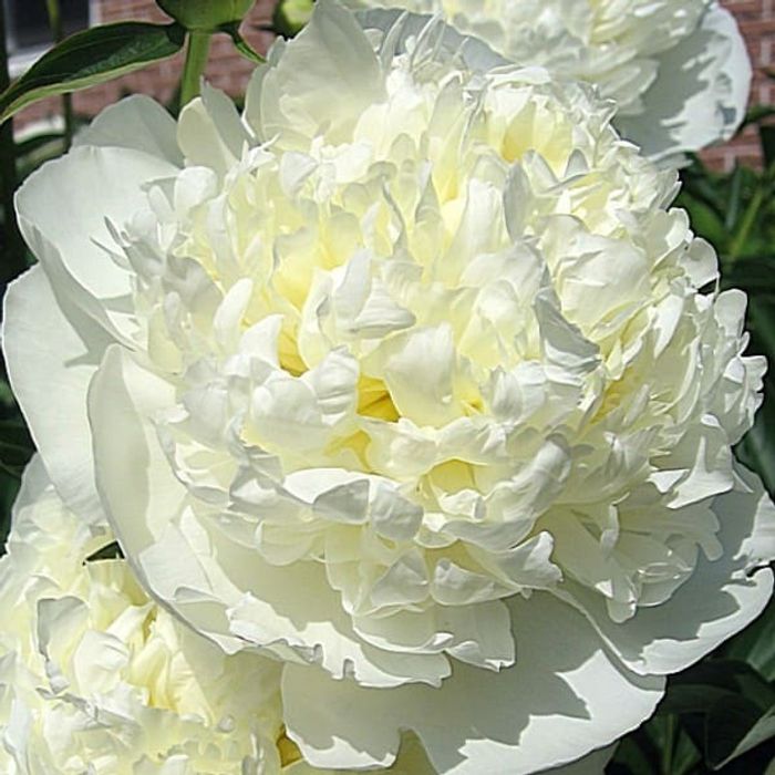 Пион молочноцветковый 'Neon' — Paeonia lactiflora 'Neon', …