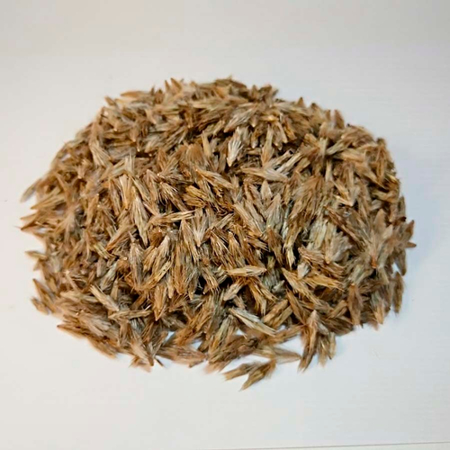 Мордовник семена