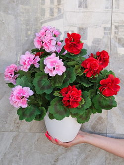Искусственные цветы Герань красно-розовая густая 40см в белом кашпо