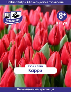 Тюльпан Луковица, Карри,8+ шт