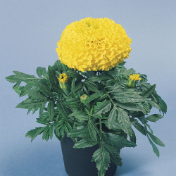 Бархатцы прямост. Дискавери Еллоу (100шт) Витагрин Профи