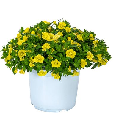 19147 Калибрахоа ALOHA DOUBLE YELLOW (ВЕСНА 2025)