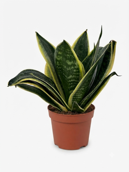 Сансевиерия Tiger Ear Orchid д. 12