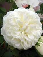 Роза английская Транквилити