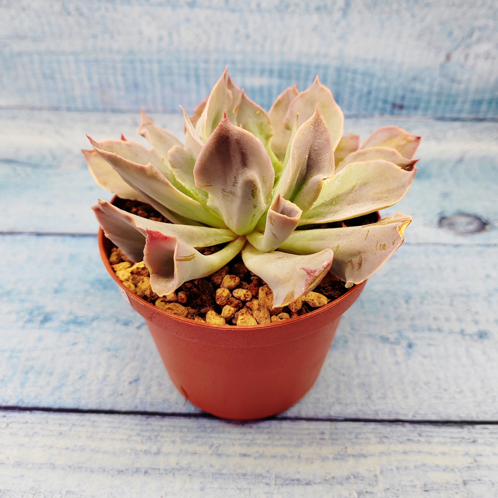 Echeveria Trumpet Pinky (Эхеверия)