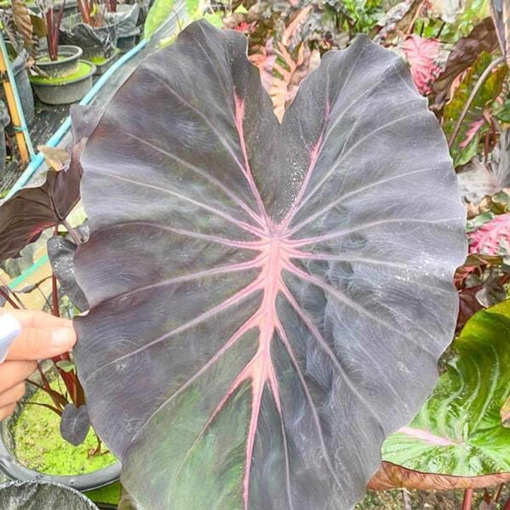 Колоказия GHOST RAGNAROK