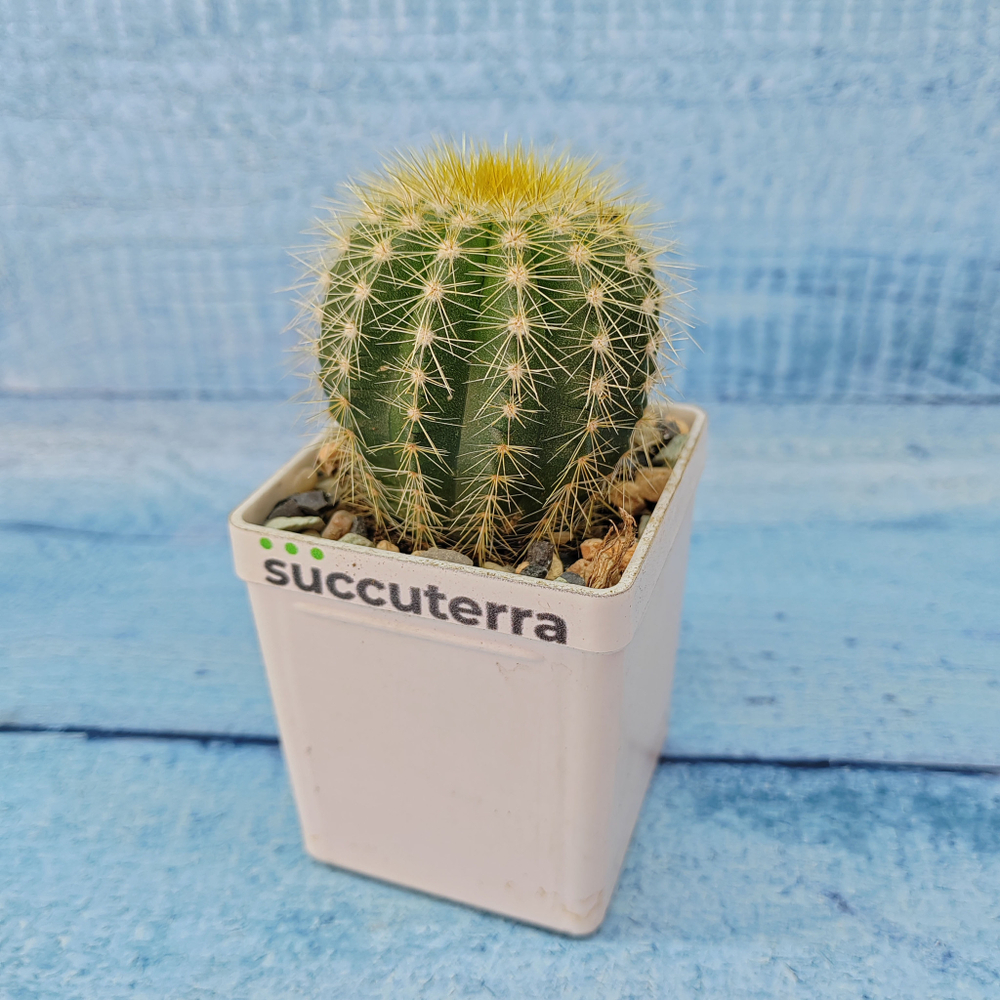 Notocactus Warasii (Нотокактус)