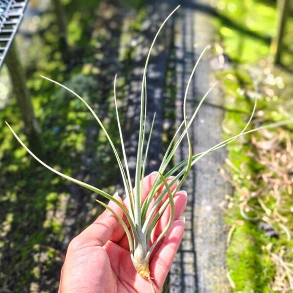 Тилландсия exserta x fasciculata R (T22)