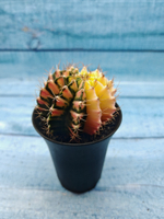 Gymnocalycium Variegata (Гимнокалициум Вариегатный)