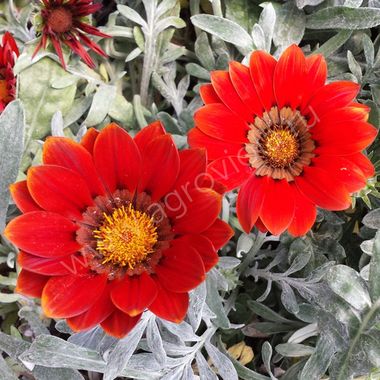 S2832 Газания Frosty Kiss Red 5 шт.