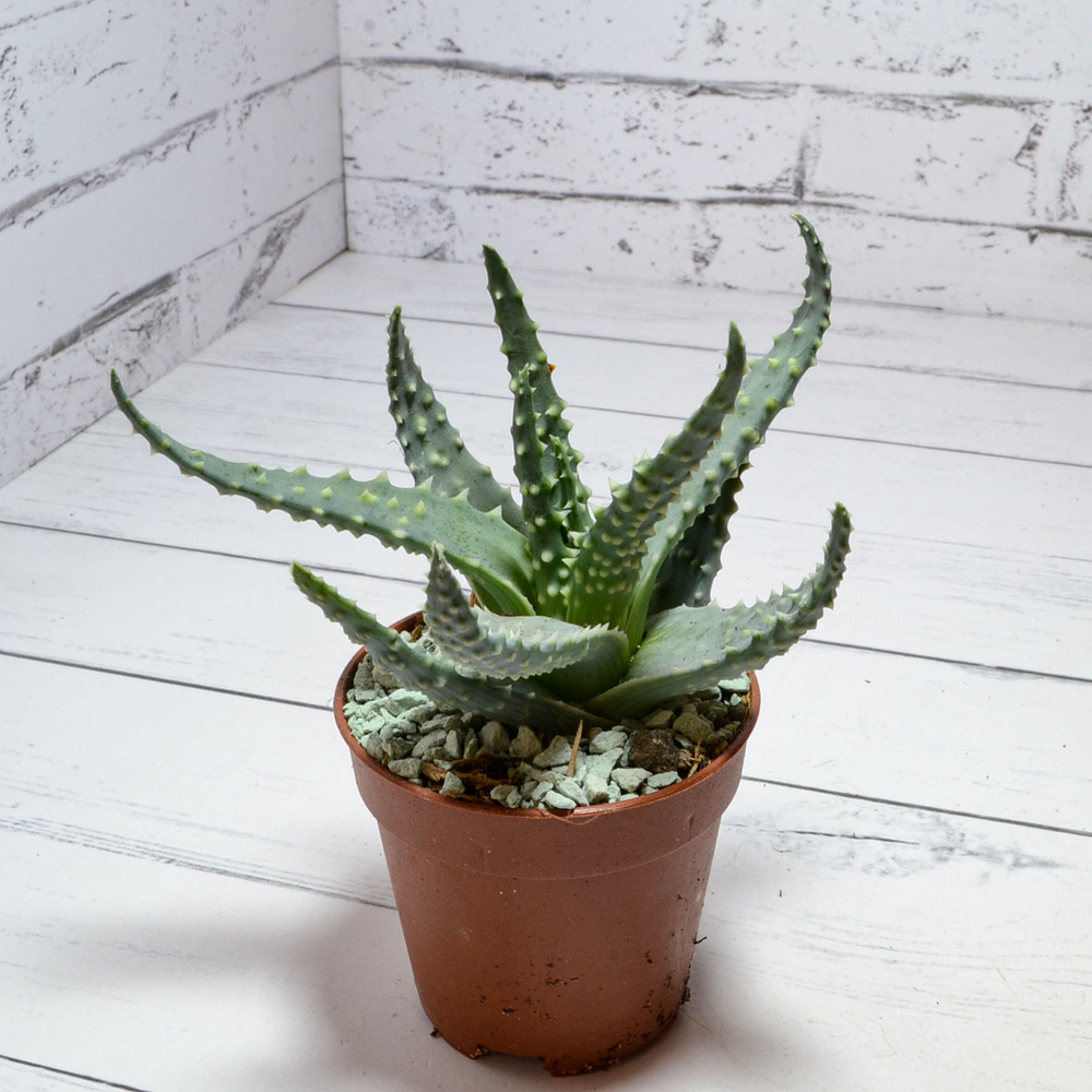 Aloe Humilis (Алоэ)