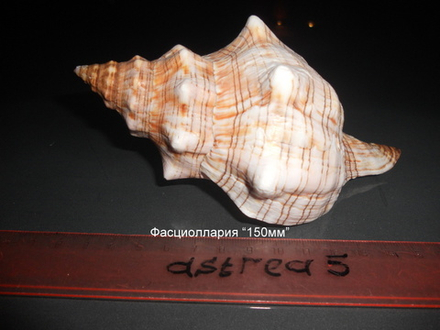 Фасциолария трапезиум 130мм-150-175мм