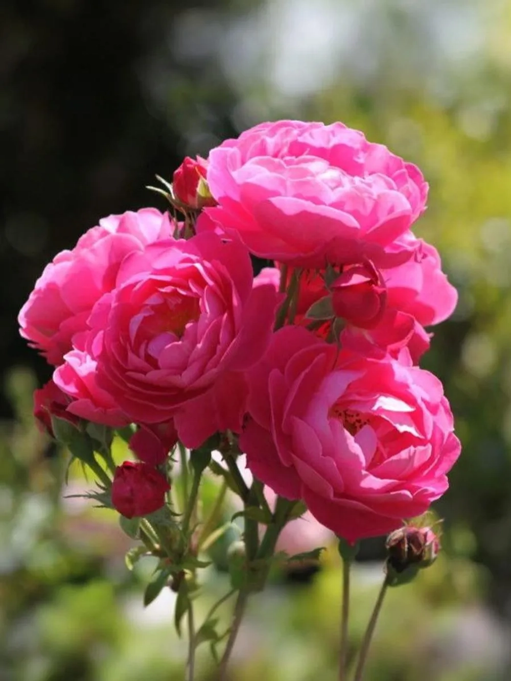 Роза флорибунда Бордюр Мажента