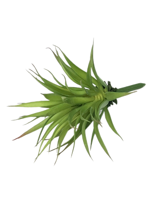 Суккулент 110 зеленый