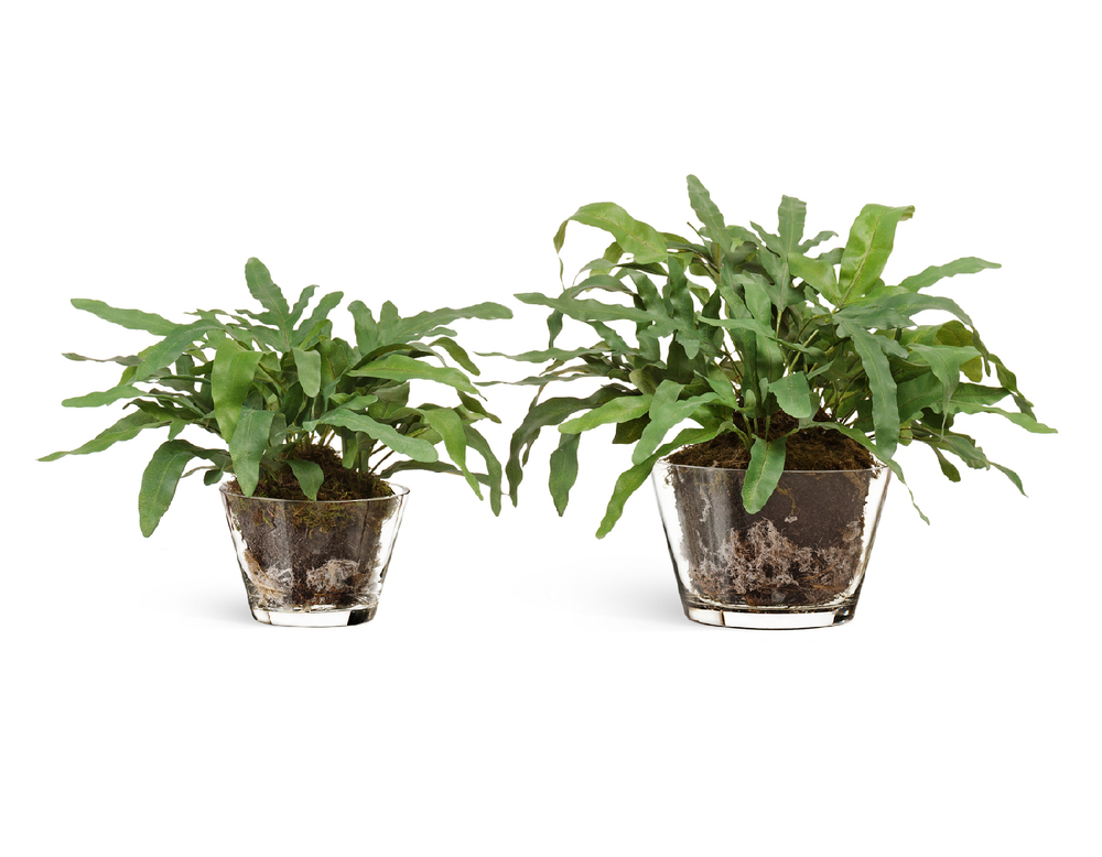 "Rabbit Foot" в стеклянной вазе с мхом, корнями, землёй