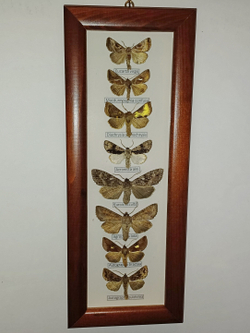 Бабочки Совки в рамке