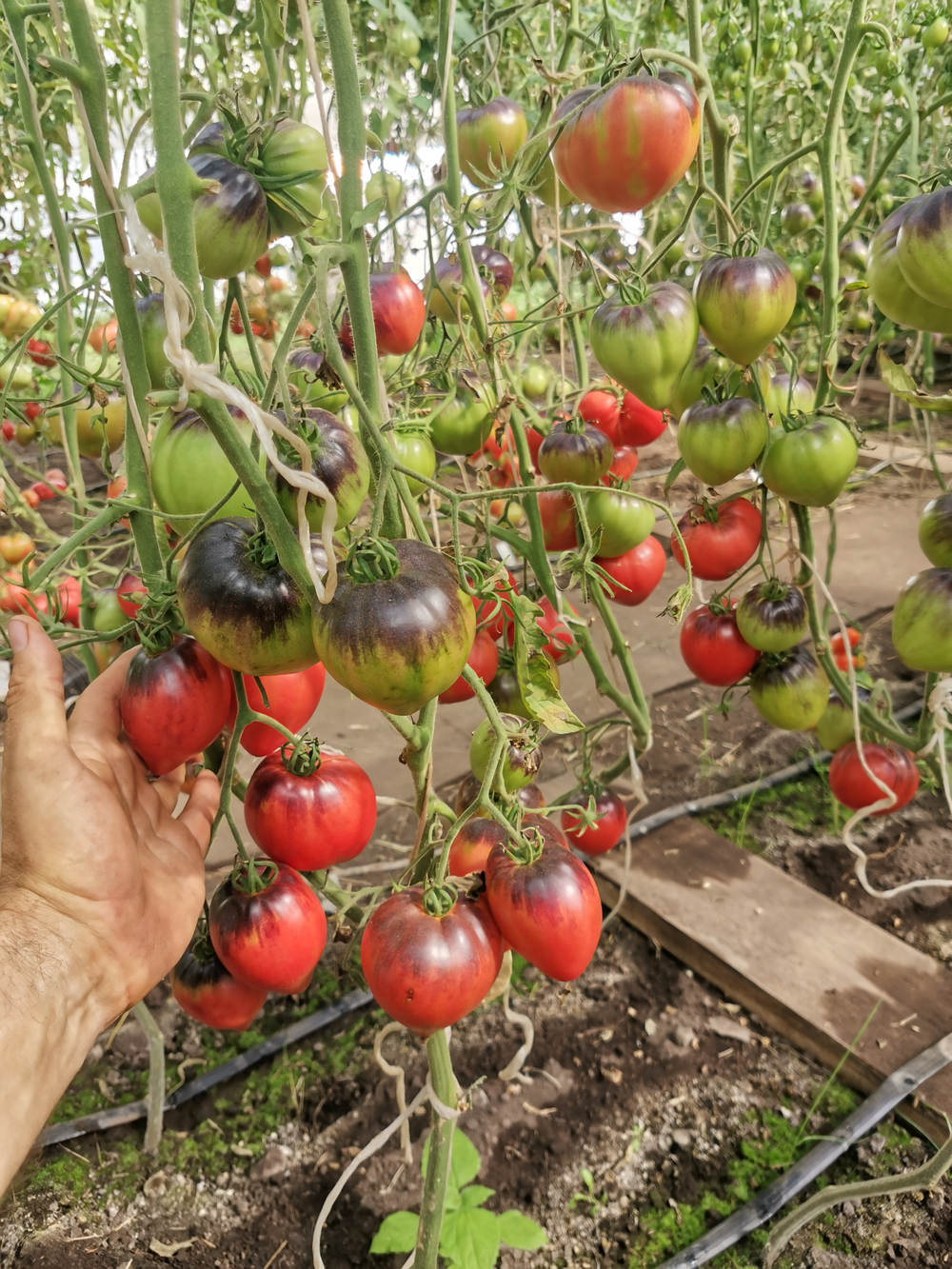Помидоры Sgt Pepper's - Одинокие Сердца Сержанта Пеппера