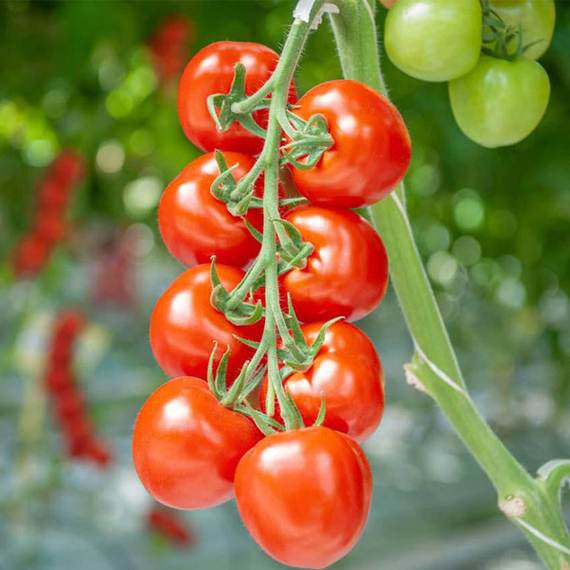 Аморе_F1_семена_томата_индетерминантного_Гавриш – фото 2