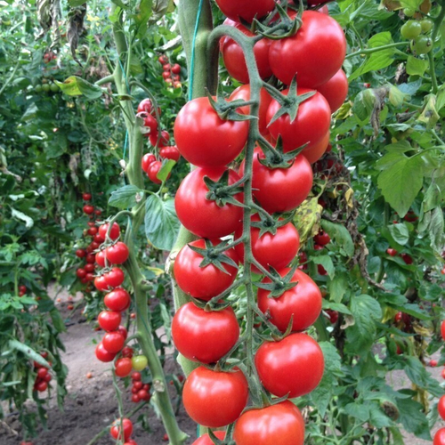 Томат Арома F1