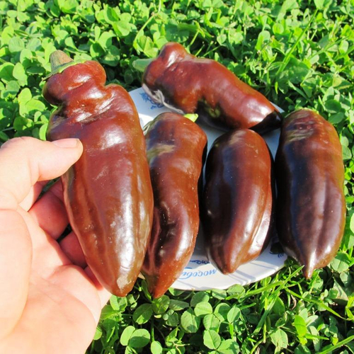 Перец Сладкий Шоколад - Sweet Chocolate Pepper