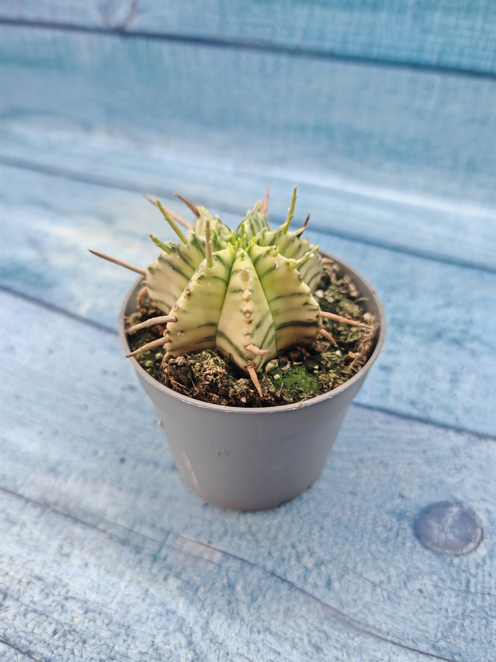 Euphorbia meloformis f. Variegated (Эуфорбия вариегатная)