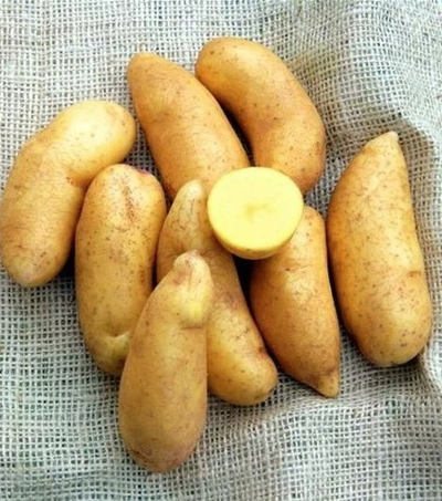 Золото майи картофель, Mayan Gold potato, комплект из 10 клубней