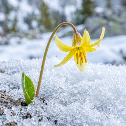Отдушка CS - Ледниковая Лилия (Glacier Lily)