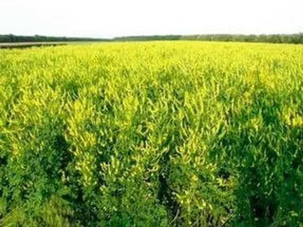 Донник лекарственный