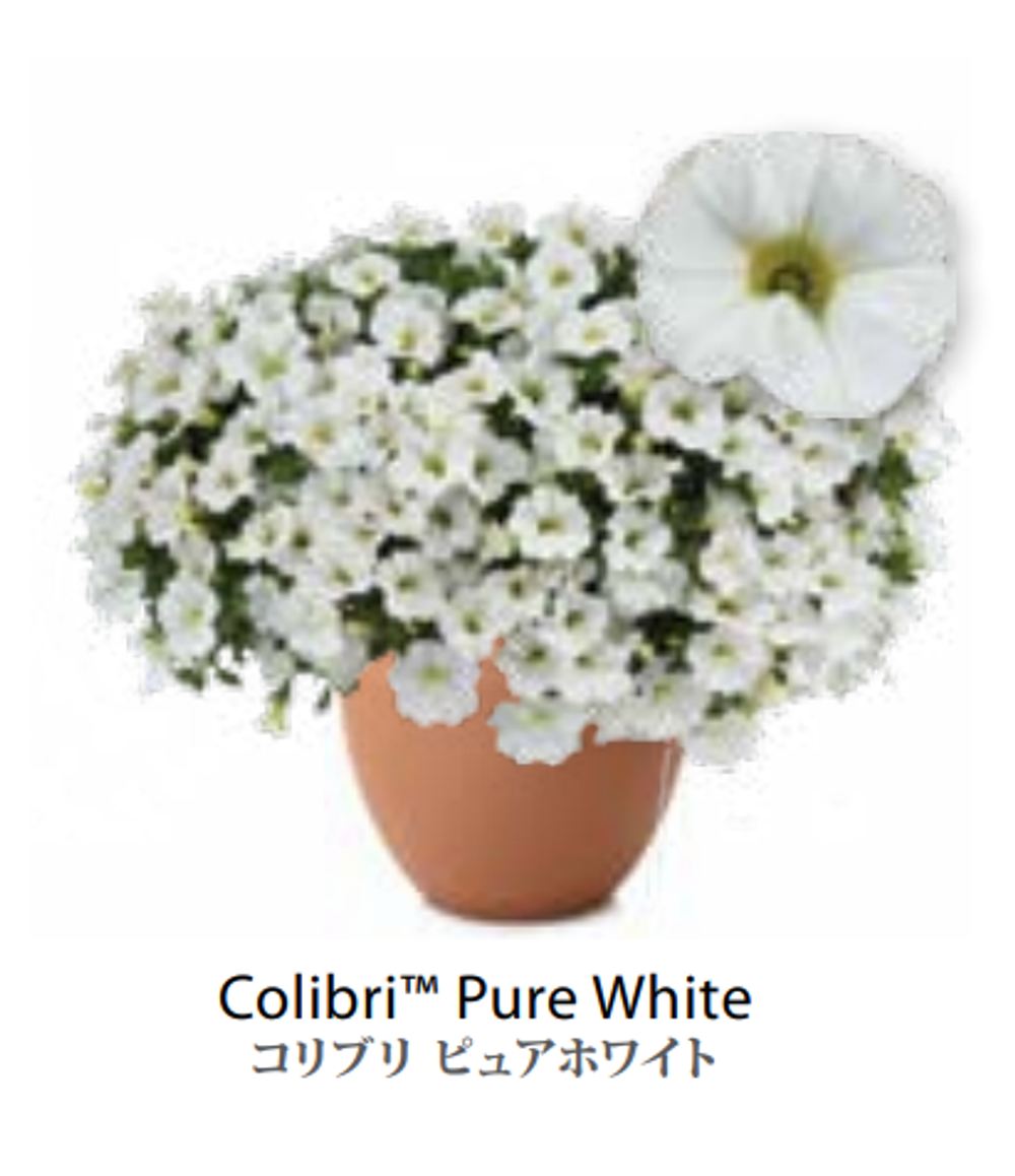 ЕВРО Calibrachoa Colibri Pure White укорененный черенок ноябрь