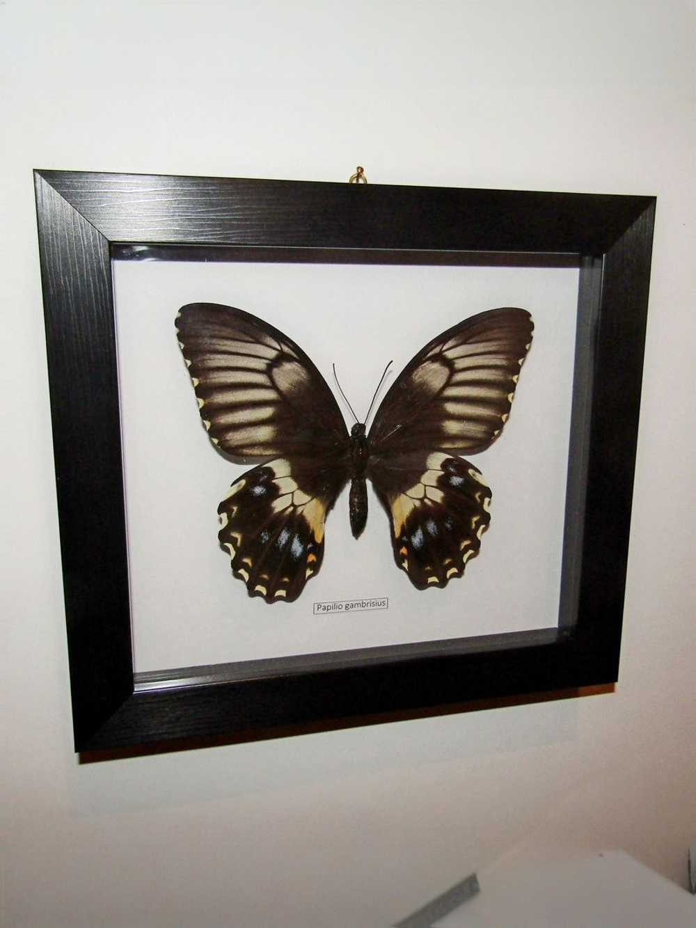 Бабочка Papilio gambrisius самка в рамке