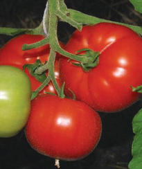 Корвинус F1 семена томата полудетерминантного (Seminis / Семинис) (500 шт.)
