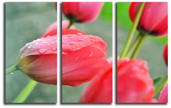 Модульная картина "Розовые тюльпаны"