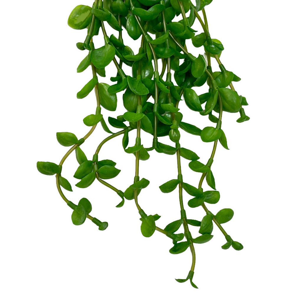 Толстянка ампельная 40 см.